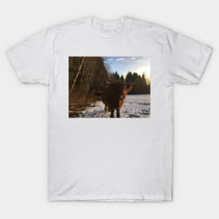 Scottish Highland Cattle Cow 2236 T-Shirt